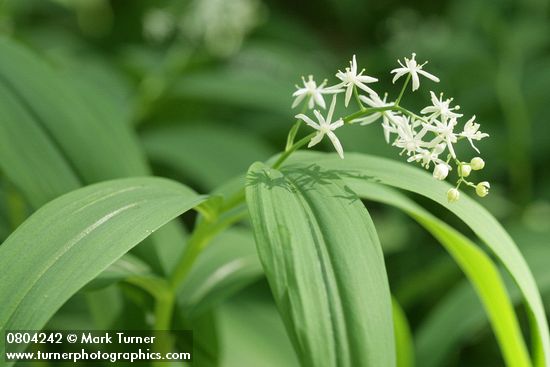 Maianthemum stellatum (Smilacina stellata)