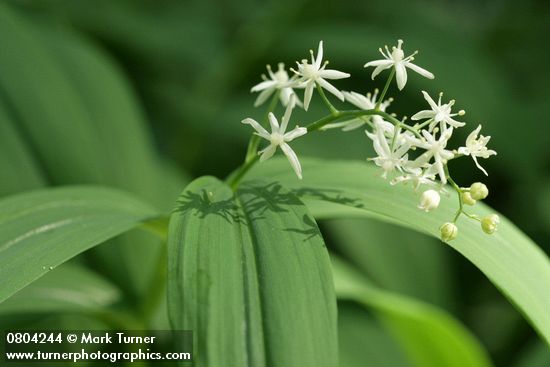 Maianthemum stellatum (Smilacina stellata)