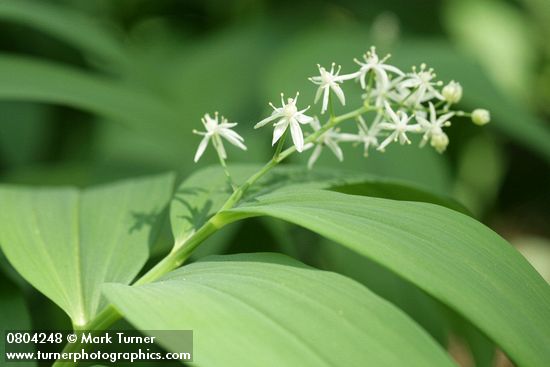 Maianthemum stellatum (Smilacina stellata)