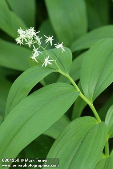 Maianthemum stellatum (Smilacina stellata)