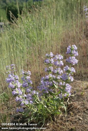 Penstemon eriantherus var. whitedii