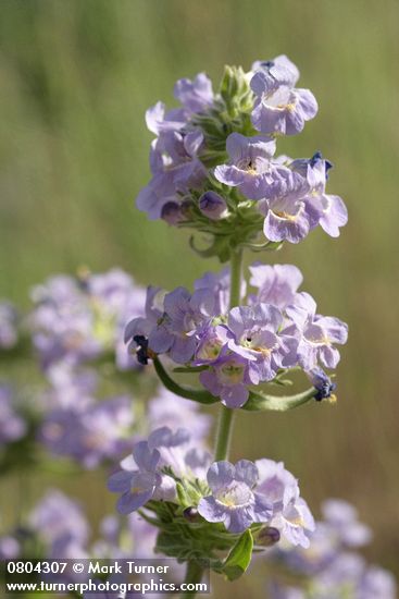 Penstemon eriantherus var. whitedii