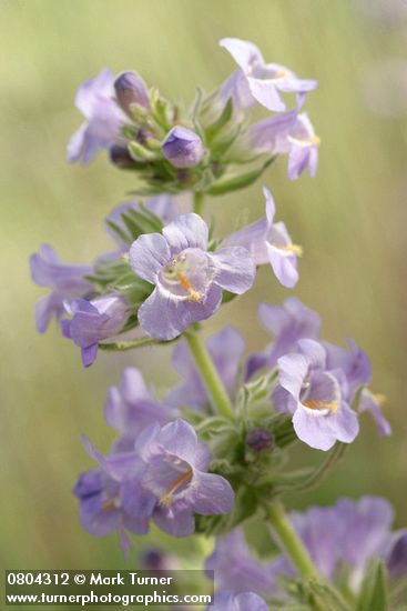 Penstemon eriantherus var. whitedii