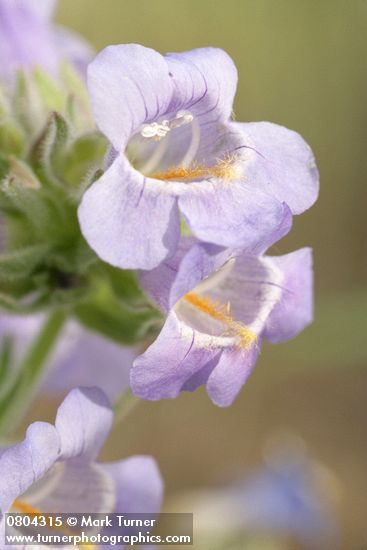 Penstemon eriantherus var. whitedii