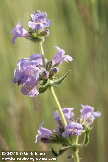 Penstemon eriantherus var. whitedii