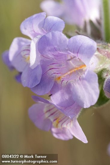 Penstemon eriantherus var. whitedii