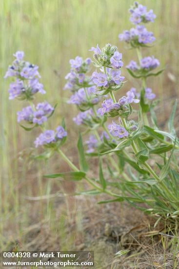 Penstemon eriantherus var. whitedii