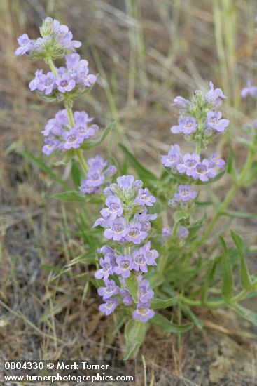 Penstemon eriantherus var. whitedii