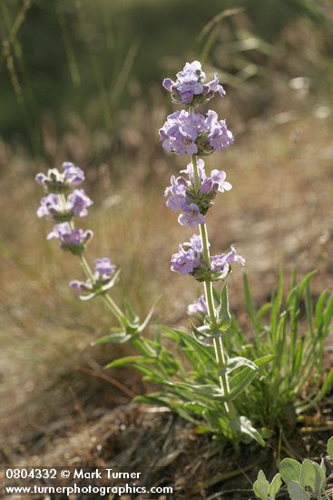 Penstemon eriantherus var. whitedii