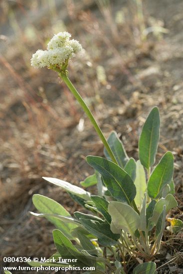 Eriogonum compositum