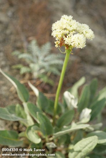 Eriogonum compositum