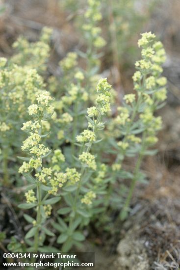 Galium multiflorum