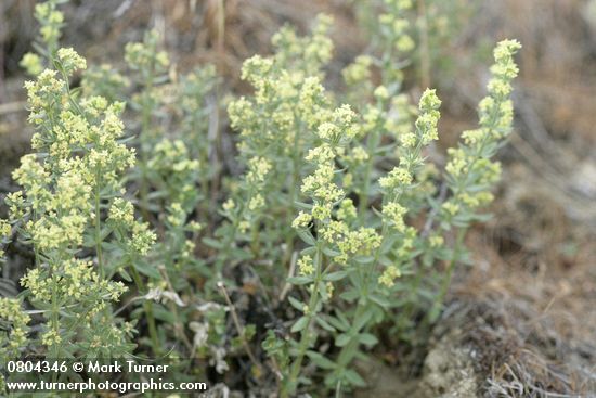 Galium multiflorum