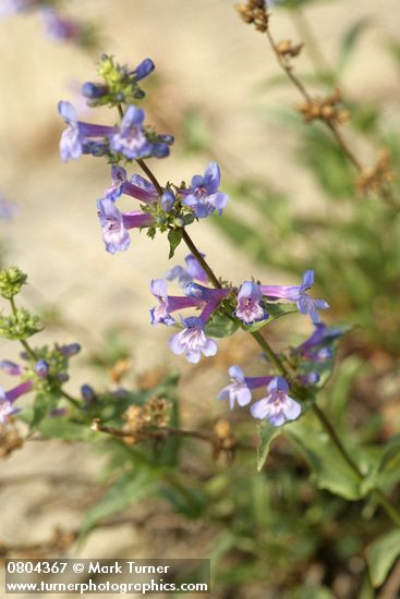 Penstemon pruinosus