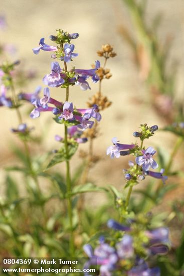 Penstemon pruinosus