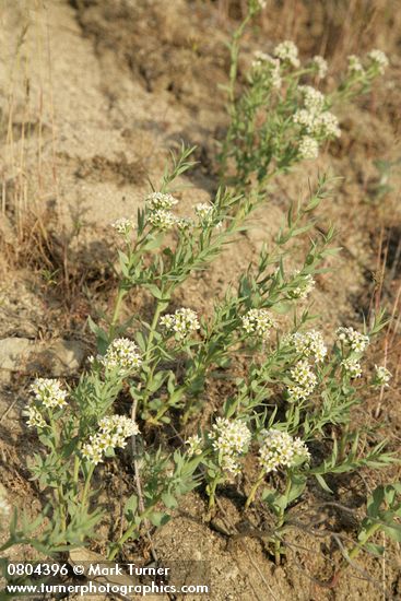 Comandra umbellata