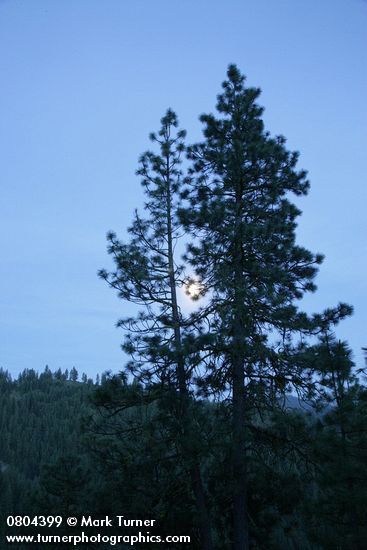 Pinus ponderosa