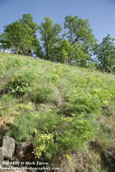 Lomatium suksdorfii; Quercus garryana