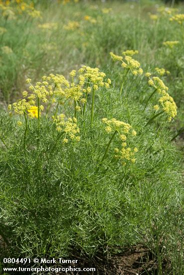 Lomatium suksdorfii