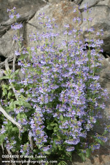 Penstemon pruinosus