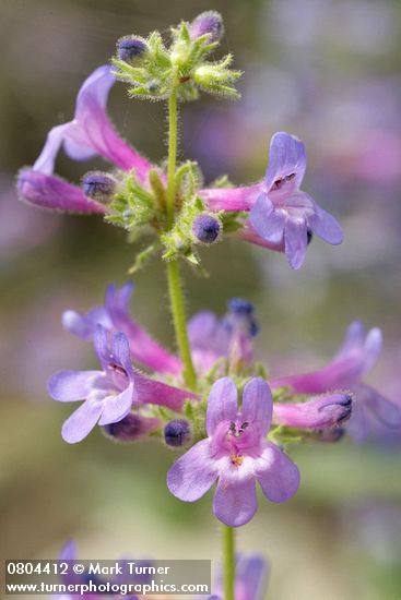 Penstemon pruinosus