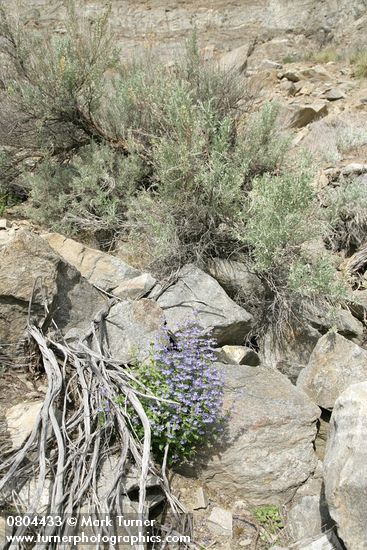 Penstemon pruinosus; Artemisia tridentata