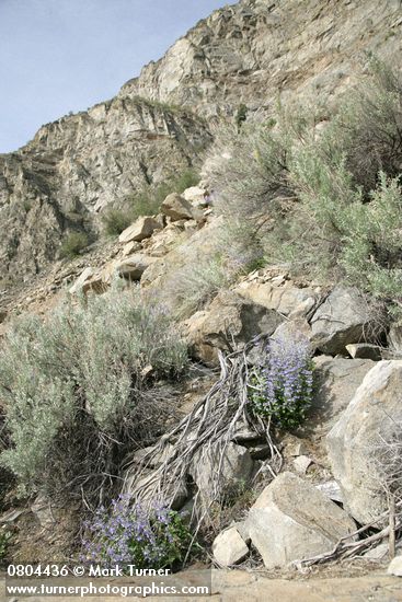 Penstemon pruinosus; Artemisia tridentata