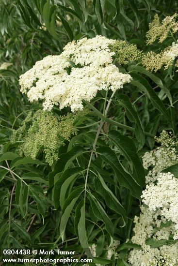 Sambucus nigra ssp. cerulea