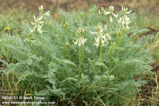 Astragalus reventus