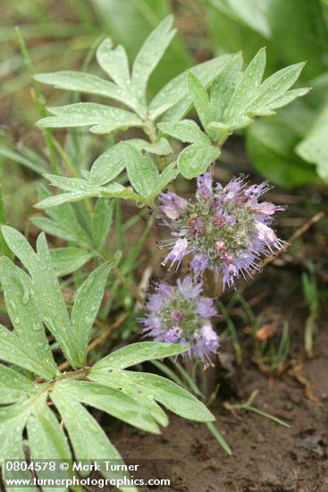 Hydrophyllum capitatum var. capitatum