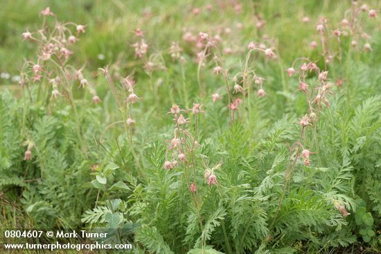 Geum triflorum