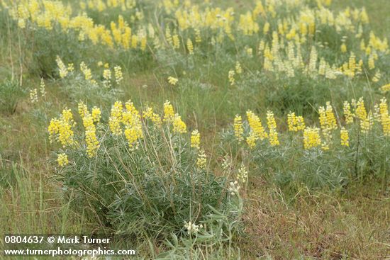 Lupinus sulphureus