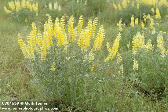 Lupinus sulphureus