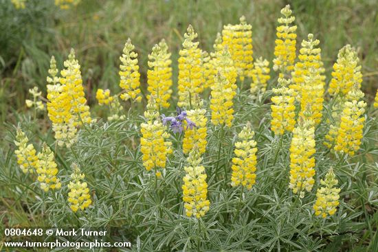 Lupinus sulphureus