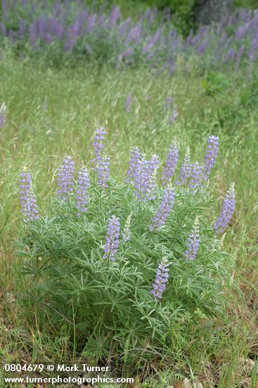 Lupinus latifolius