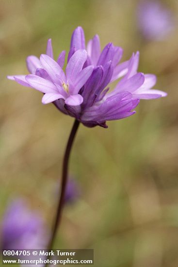 Dichelostemma congestum (Brodiaea congesta)