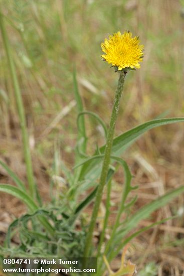 Agoseris grandiflora