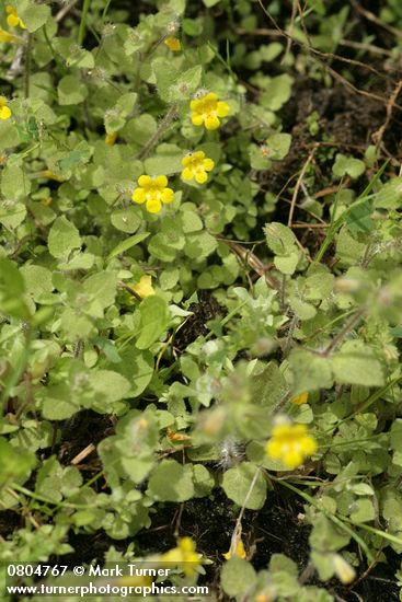 Mimulus floribundus