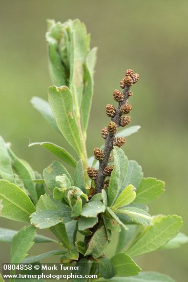 Myrica gale