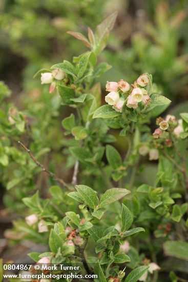 Vaccinium uliginosum