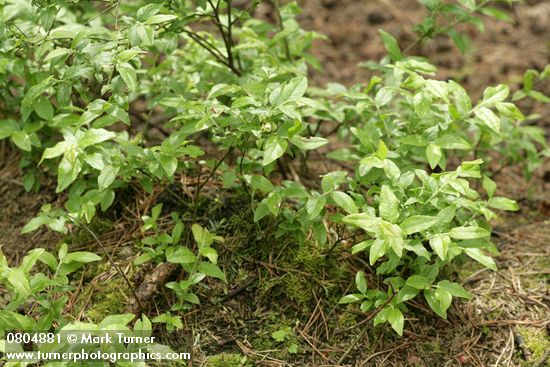 Vaccinium uliginosum