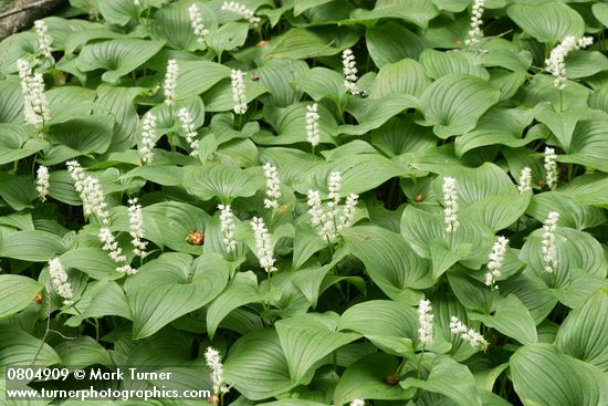 Maianthemum dilatatum