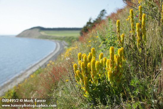 Castilleja levisecta