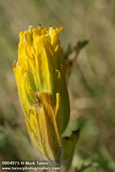 Castilleja levisecta