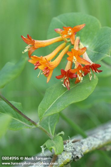 Lonicera ciliosa