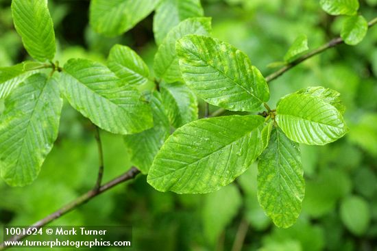 Frangula purshiana