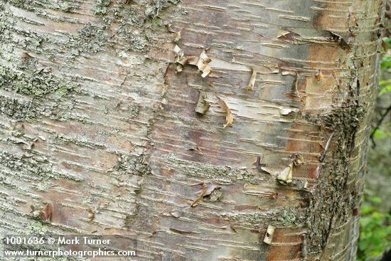 Betula papyrifera