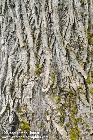 Populus trichocarpa