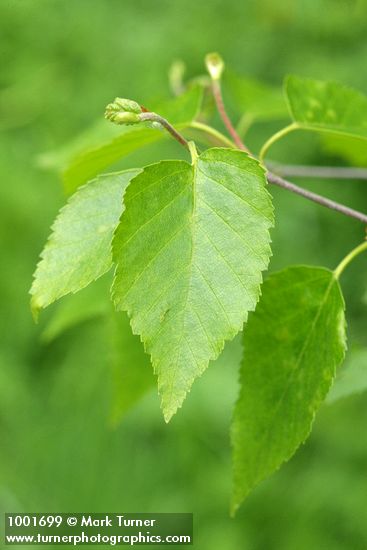 Betula papyrifera