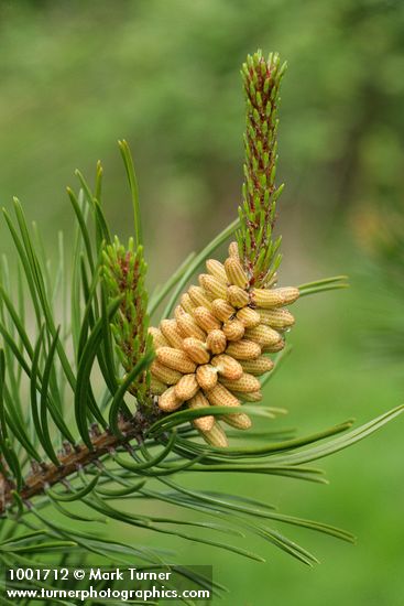 Pinus contorta